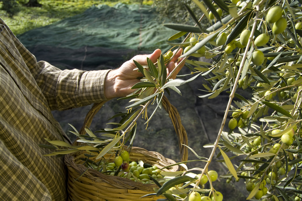 Olive picking is seldom done by hand now; here a peasant is cheking the olives for ripeness...this variety is called 
